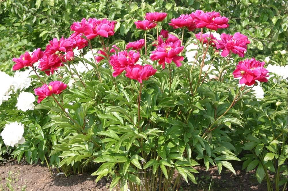 Pioni 'Karl Rosenfield'